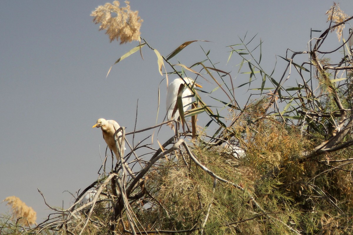 Zdjęcia: Park Narodowy Diawling., Delta rzeki Senegal, Ptasiory, MAURETANIA Zdjęcia: Park Narodowy Diawling., Delta rzeki Senegal, Ptasiory, MAURETANIA