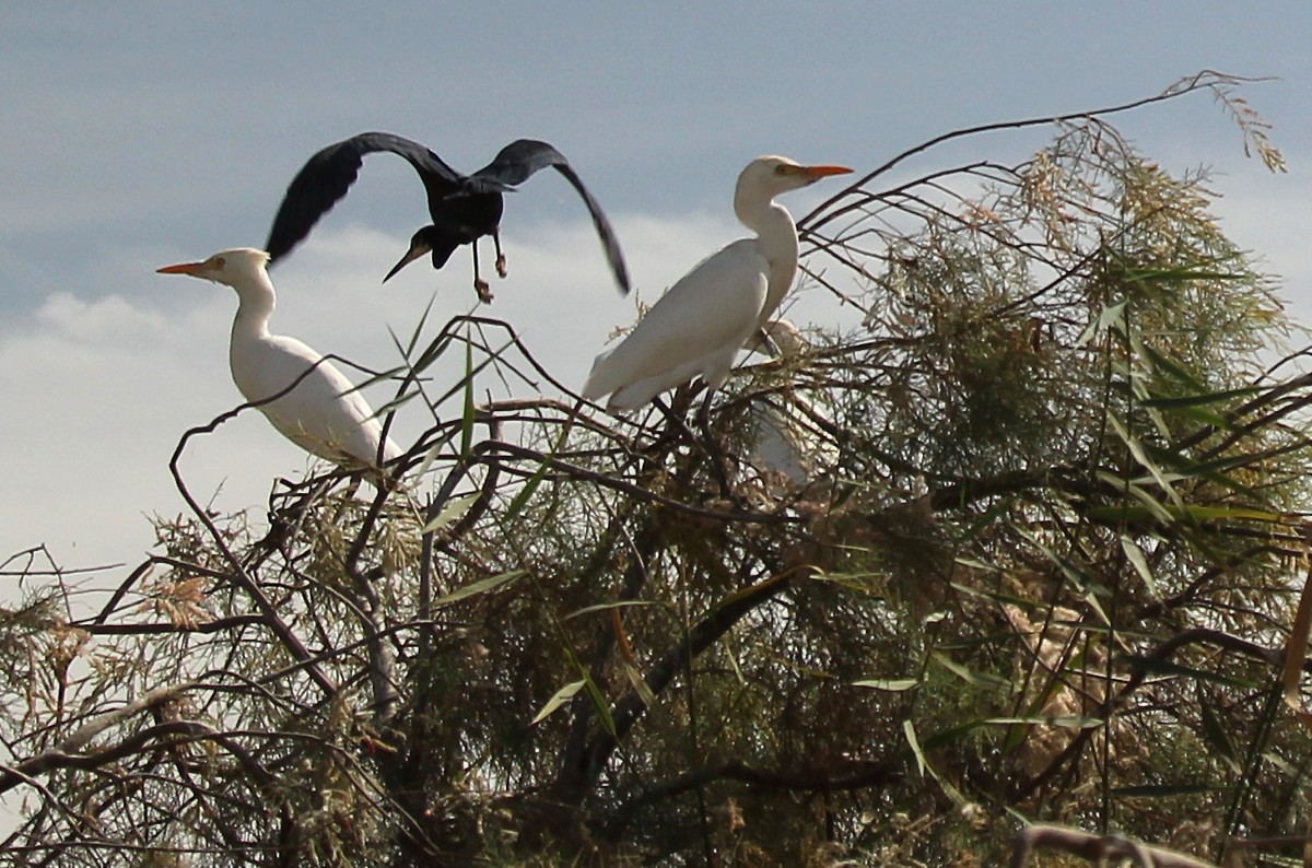 Zdjęcia: Park Narodowy Diawling., Delta rzeki Senegal, Ptasiory, MAURETANIA Zdjęcia: Park Narodowy Diawling., Delta rzeki Senegal, Ptasiory, MAURETANIA