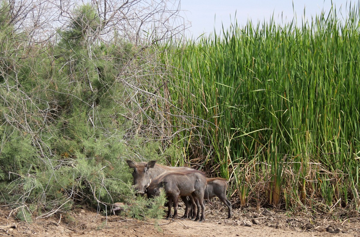 Zdjęcia: Park Narodowy Diawling., Delta rzeki Senegal, Zwyczajny dzień, MAURETANIA Zdjęcia: Park Narodowy Diawling., Delta rzeki Senegal, Zwyczajny dzień, MAURETANIA