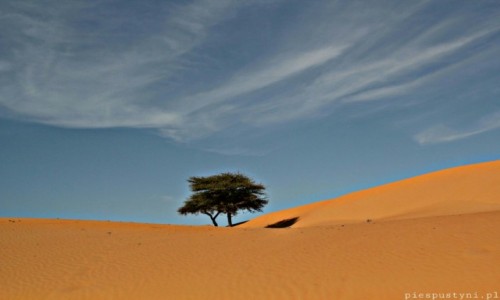 Zdjecie MAURETANIA / Sahara / Sahara / Tych dwoje