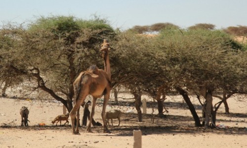 Zdjecie MAURETANIA / Sahel / Sahel / Wioskowy cwaniak