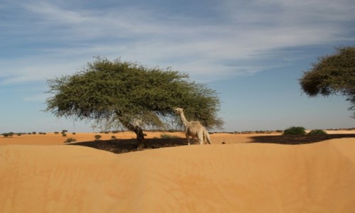 Zdjęcie MAURETANIA / Sahel / Sahel / Z dala od innych