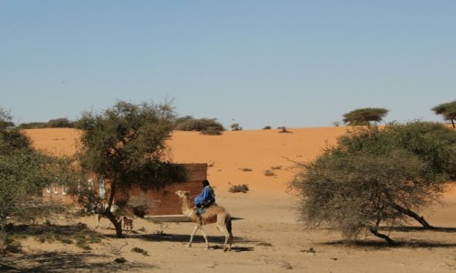 Zdjęcie MAURETANIA / Sahel / Sahel / Koniec wypasu na dzisiaj