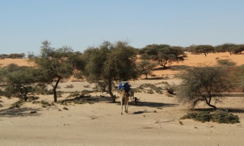 Zdjęcie MAURETANIA / Sahel / Sahel / Powrót z inwentarzem