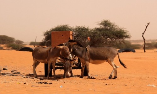 Zdjecie MAURETANIA / Sahel / gdzie po drodze / Pogaduszki