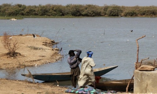 Zdjcie MAURETANIA / Delta rzeki Senegal / Park Narodowy Diawling. / Zwyczajny dzie