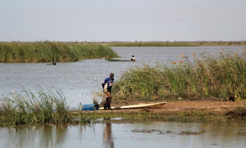 Zdjcie MAURETANIA / Delta rzeki Senegal / Park Narodowy Diawling. / Zwyczajny dzie