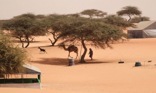 Zdjecie MAURETANIA / delta rzeki Senegal / wioska / Podgldajc ycie w wiosce