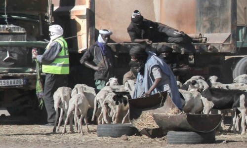 Zdjecie MAURETANIA / Nouakchott / gdzie po drodze / Kozy