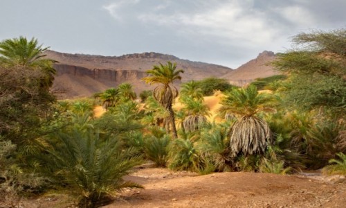 Zdjcie MAURETANIA / Adrar / Terjit / Oaza