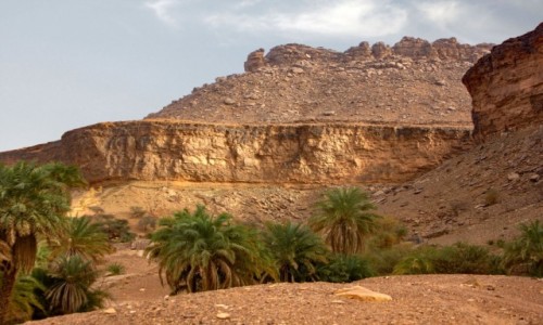 Zdjcie MAURETANIA / Adrar / Terjit / Widok z palmami