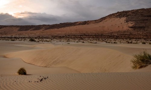 Zdjęcie MAURETANIA / Tagant / Moudjéria / Pustynne piaski