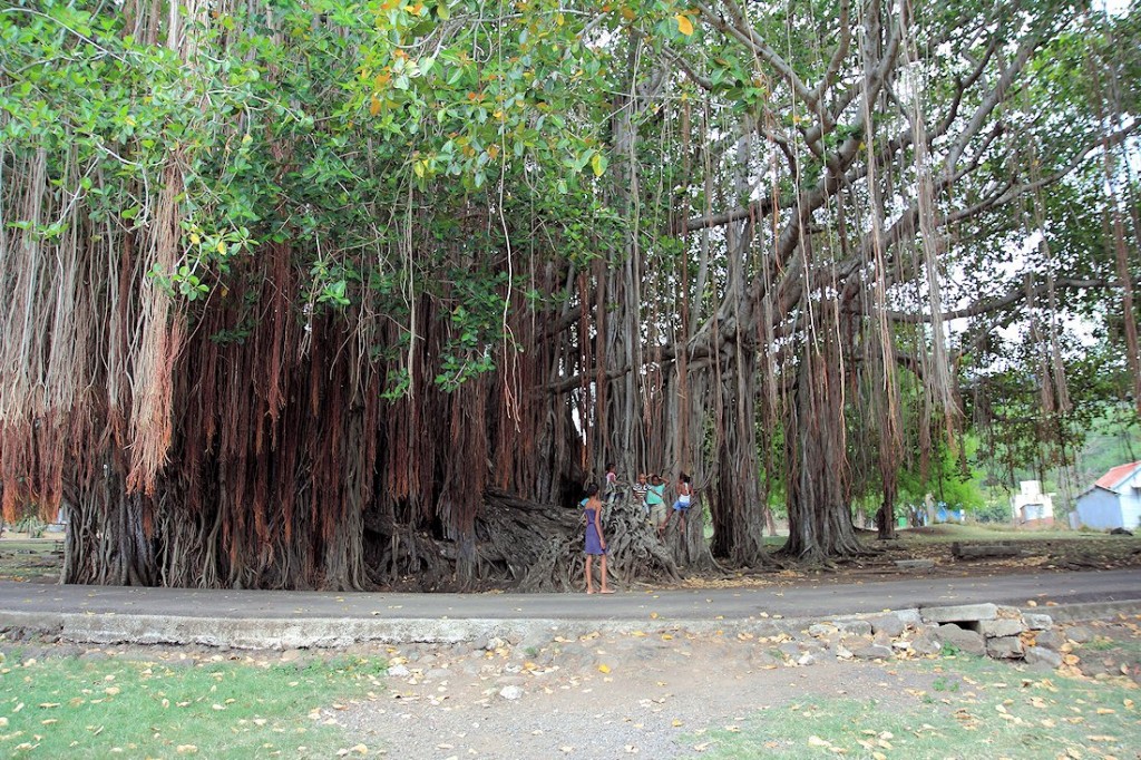 Zdjęcia: gdzieś na wyspie, interior, Płaczące Drzewo, MAURITIUS Zdjęcia: gdzieś na wyspie, interior, Płaczące Drzewo, MAURITIUS
