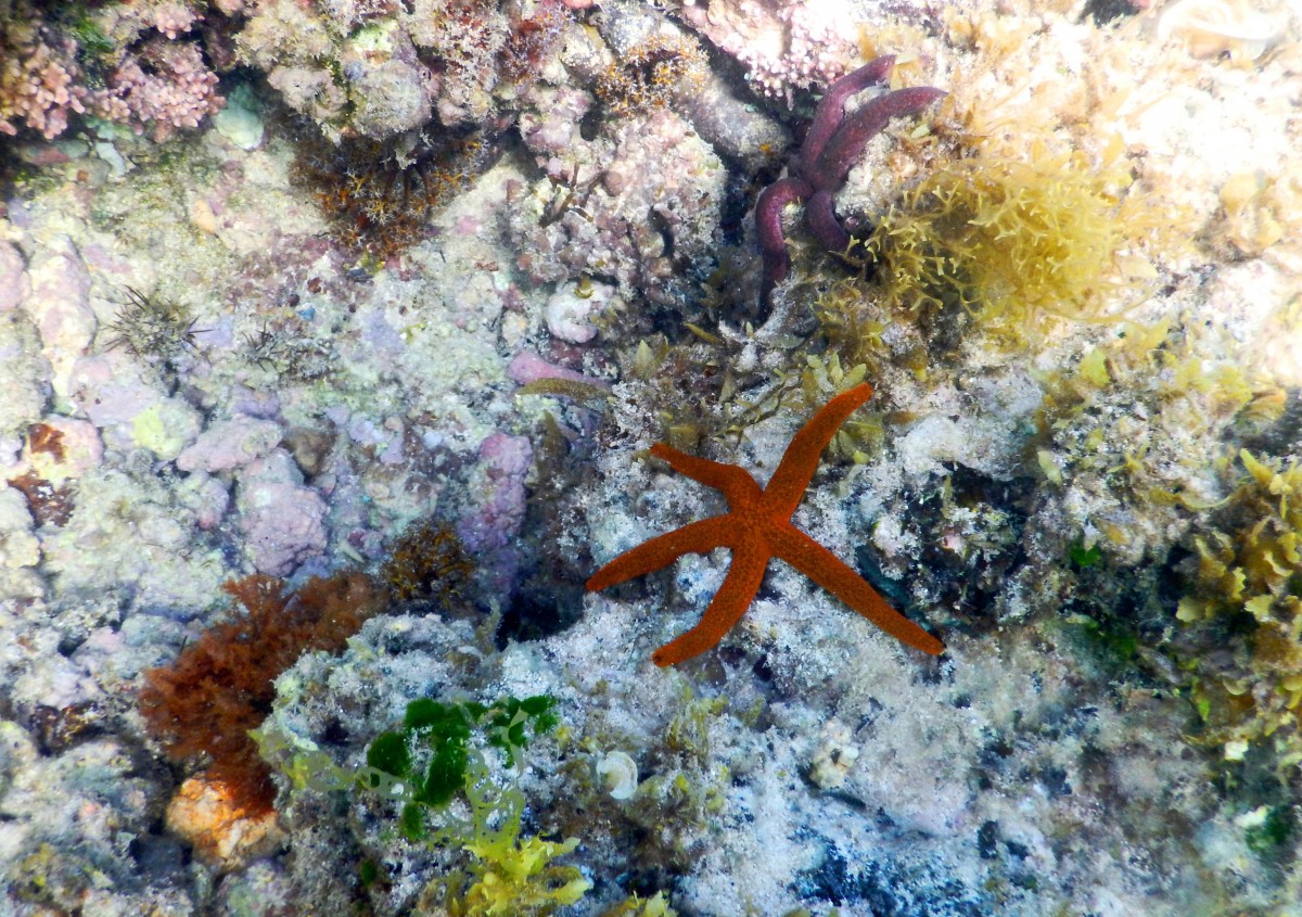 Zdjęcia: Le Morne Brabant, zachodnie wybrzeże, Pod wodą, MAURITIUS Zdjęcia: Le Morne Brabant, zachodnie wybrzeże, Pod wodą, MAURITIUS