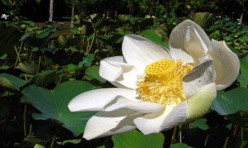 Zdjecie MAURITIUS / - / ogrod botaniczny  / w ogrodzie batanicznym