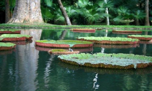 Zdjcie MAURITIUS / Pamplemousses / Pamplemousses / zielono mi