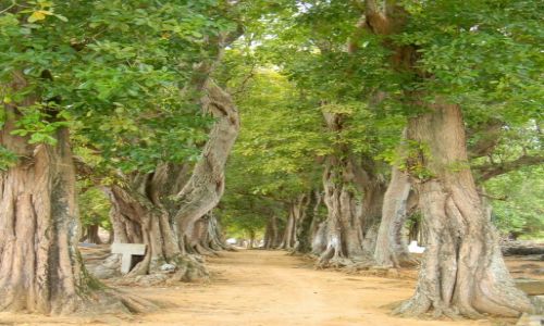 Zdjęcie MAURITIUS / Cap Malheureux  / Cap Malheureux / Tajemnicza alejka