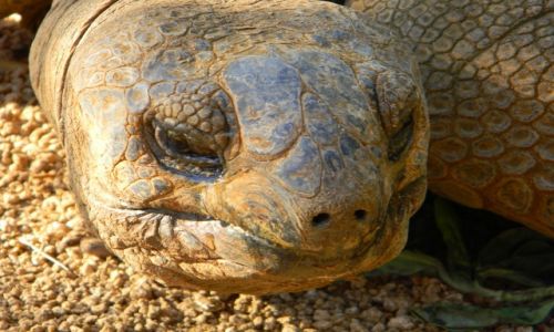 Zdjecie MAURITIUS / Riviere Des Anguilles / La Vanille Reserve /  Aldabra tortoises 
