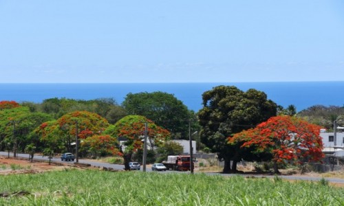 Zdjecie MAURITIUS / zachodnie wybrzee / okolice Gros Cailloux / Kolorowa droga do Albion