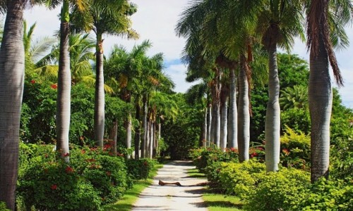 Zdjęcie MAURITIUS / Tamarin / Tamarin / Alejka