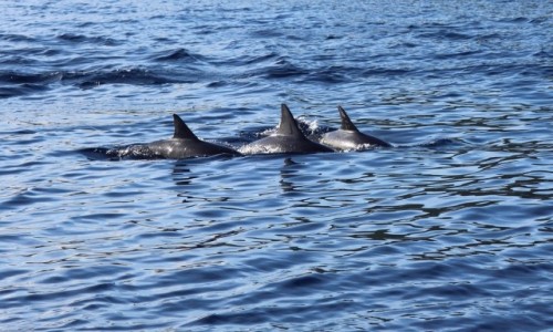 Zdjęcie MAURITIUS / Tamarin / Tamarin / Delfinki