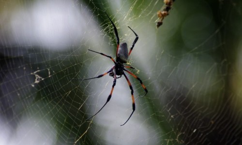 Zdjecie MAURITIUS / Pamplemousses / Pamplemousses / Nephila inaurata