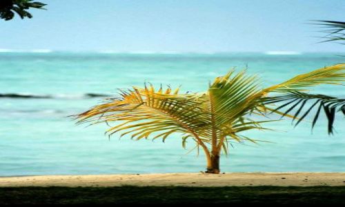 Zdjecie MAURITIUS / brak / wschodnia część wyspy / spieczona słóńcem
