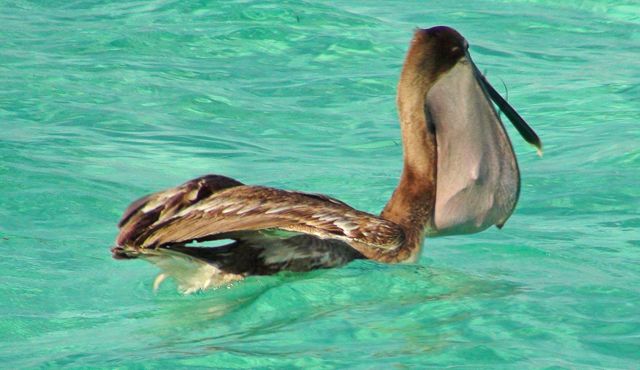 Zdjęcia: Wioska Puerto Morelos, Jukatan, Karaibskie klimaty cd., MEKSYK Zdjęcia: Wioska Puerto Morelos, Jukatan, Karaibskie klimaty cd., MEKSYK