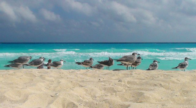 Zdjęcia: Cancun, Jukatan, Karaibskie klimaty cd., MEKSYK Zdjęcia: Cancun, Jukatan, Karaibskie klimaty cd., MEKSYK
