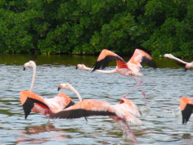 Zdjęcia: Rio Lagartos, Yucatan, los Flamingos, MEKSYK Zdjęcia: Rio Lagartos, Yucatan, los Flamingos, MEKSYK