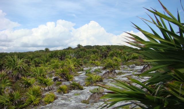 Zdjęcia: Tulum, Wybrzeże w Tulum, MEKSYK Zdjęcia: Tulum, Wybrzeże w Tulum, MEKSYK