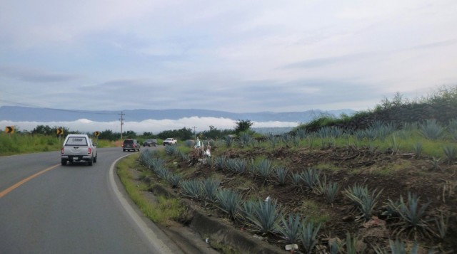 Zdj cia: Tequila, Jalisco, Pola Agawy, MEKSYK