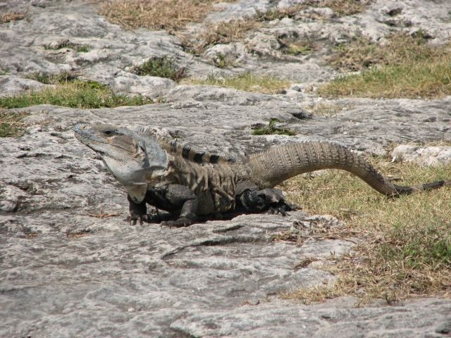 Zdjęcia: Tulum, Smok, MEKSYK Zdjęcia: Tulum, Smok, MEKSYK