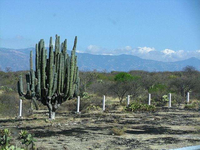 Zdjęcia: Cholula - Oaxaca, ., Sierra Madre, MEKSYK Zdjęcia: Cholula - Oaxaca, ., Sierra Madre, MEKSYK