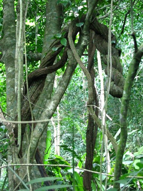 Zdjęcia: Palenque, ., Las Deszczowy, MEKSYK Zdjęcia: Palenque, ., Las Deszczowy, MEKSYK