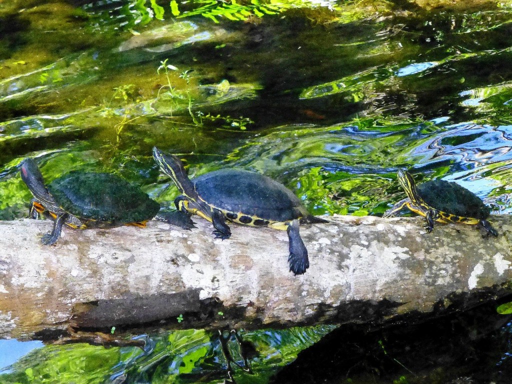 Zdjęcia: Coba, Jukatan, spacerek -Gran Cenote, MEKSYK Zdjęcia: Coba, Jukatan, spacerek -Gran Cenote, MEKSYK