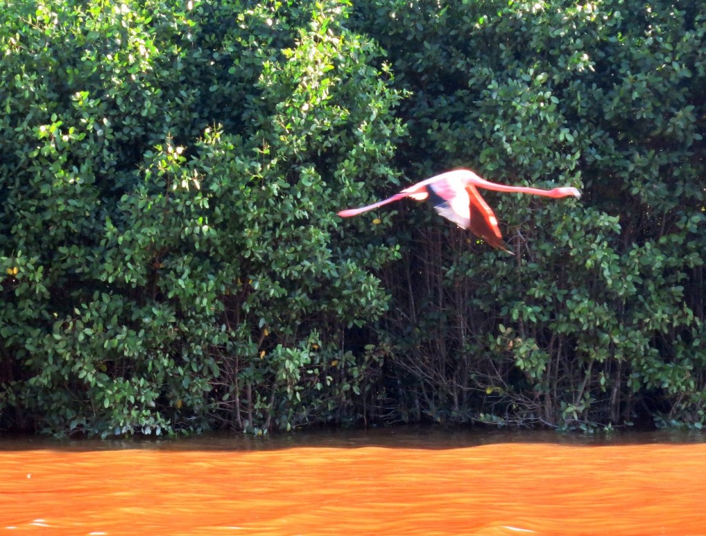 Zdjęcia: laguna Celestun, Jukatan, samotny, MEKSYK Zdjęcia: laguna Celestun, Jukatan, samotny, MEKSYK