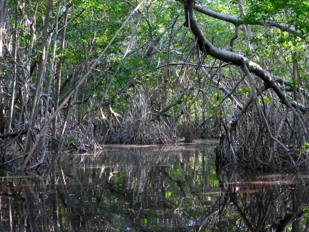Zdjęcia: laguna Celestun, Jukatan, tajemniczy las mangrowy, MEKSYK Zdjęcia: laguna Celestun, Jukatan, tajemniczy las mangrowy, MEKSYK