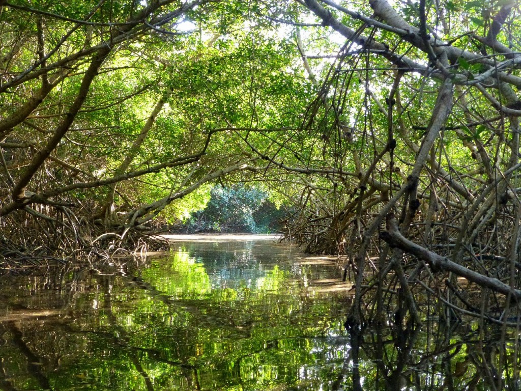 Zdjęcia: laguna Celestun, Jukatan, cudne zakątki laguny Celestun, MEKSYK Zdjęcia: laguna Celestun, Jukatan, cudne zakątki laguny Celestun, MEKSYK