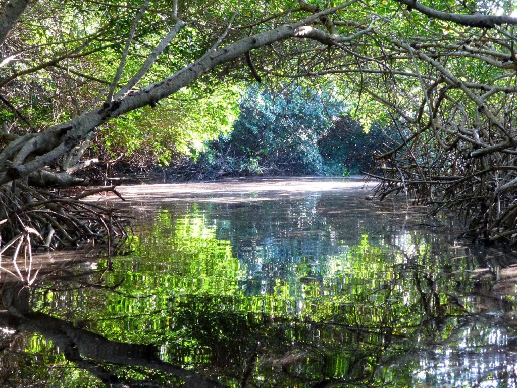 Zdjęcia: laguna Celestun, Jukatan, tajemnicze tunele w mangrowcach, MEKSYK Zdjęcia: laguna Celestun, Jukatan, tajemnicze tunele w mangrowcach, MEKSYK