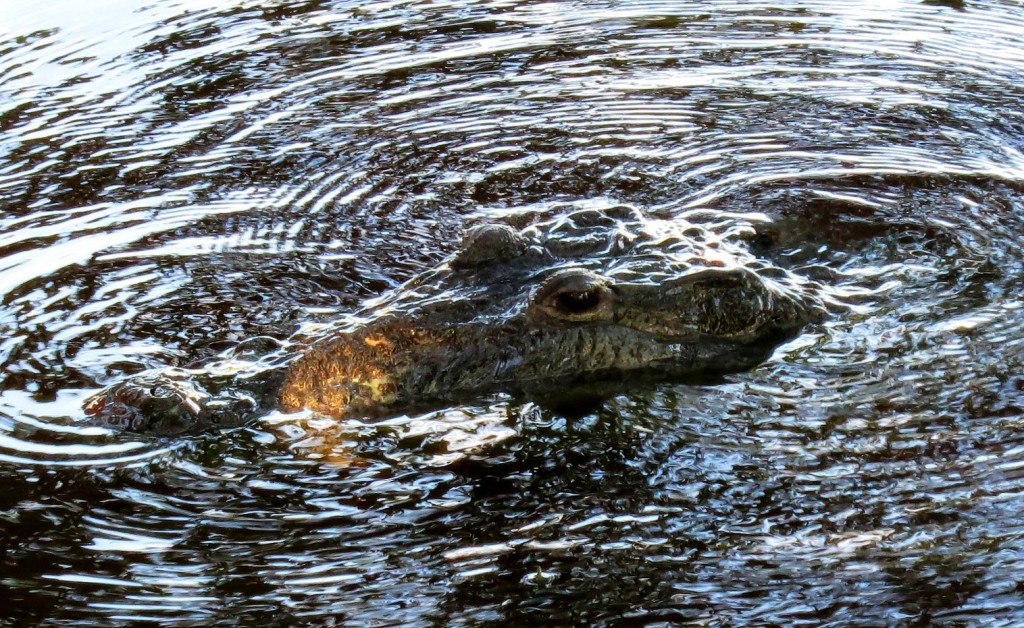 Zdjęcia: laguna Celestun, Jukatan, tuż po kłapnięciu paszczą, MEKSYK Zdjęcia: laguna Celestun, Jukatan, tuż po kłapnięciu paszczą, MEKSYK