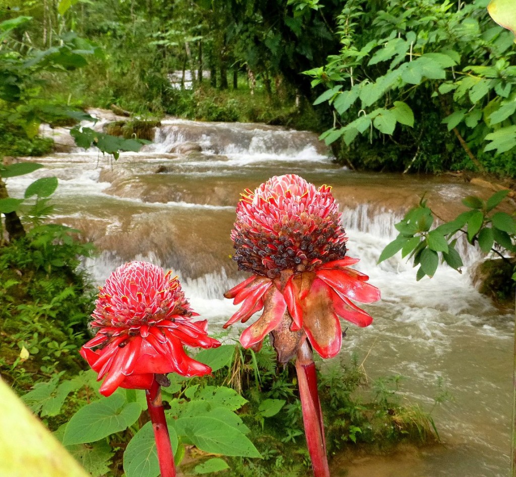 Zdjęcia: Palenque, Chiapas, przy Aqua-Azul, MEKSYK Zdjęcia: Palenque, Chiapas, przy Aqua-Azul, MEKSYK