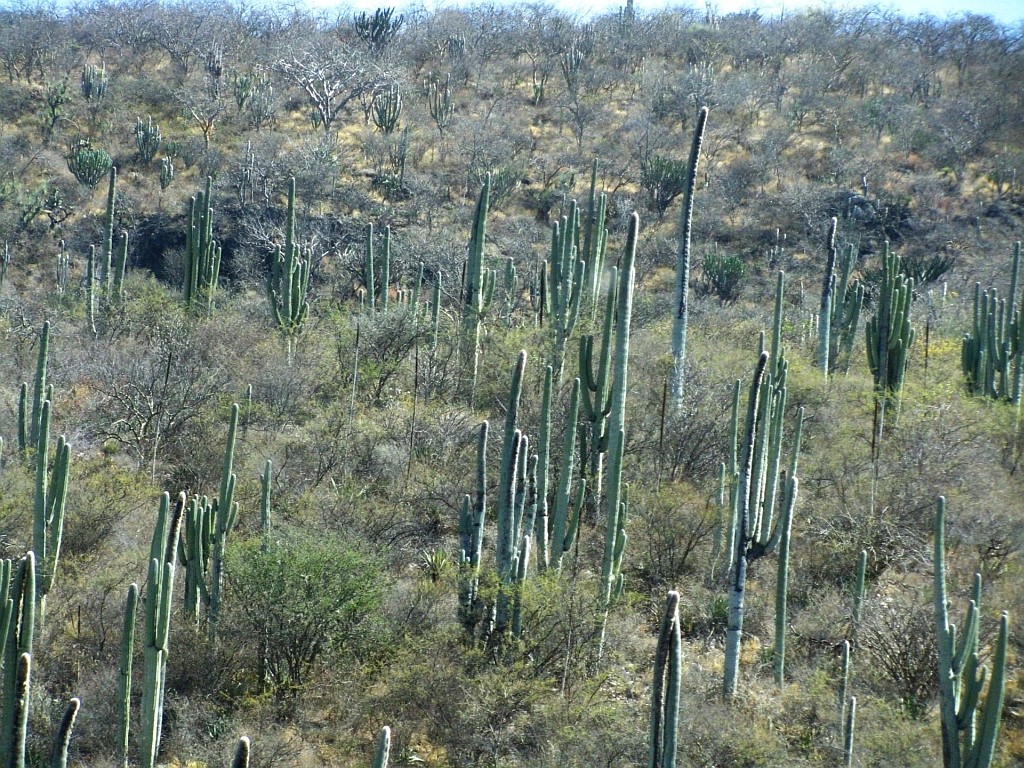 Zdjęcia: Puebla - Oaxaca, stan Oaxaca, Sierra Madre, MEKSYK Zdjęcia: Puebla - Oaxaca, stan Oaxaca, Sierra Madre, MEKSYK