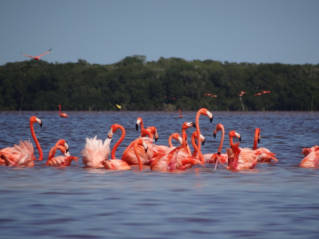 Zdjęcia: Celestun, Jukatan, Flamingi, MEKSYK Zdjęcia: Celestun, Jukatan, Flamingi, MEKSYK