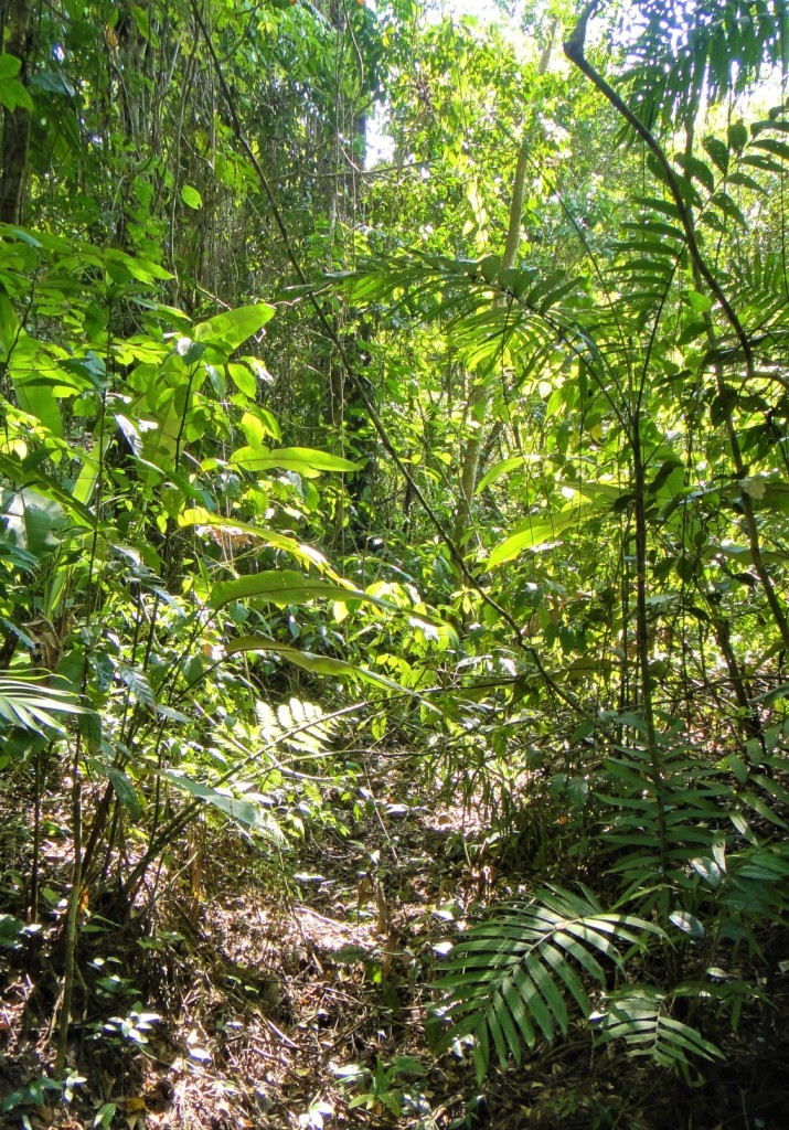 Zdjęcia: Lacandona, Chiapas, Lacandona - dżungla w Meksyku, MEKSYK Zdjęcia: Lacandona, Chiapas, Lacandona - dżungla w Meksyku, MEKSYK