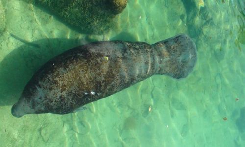 Zdjęcie MEKSYK / Jukatan / Xel-Ha / Rajska laguna