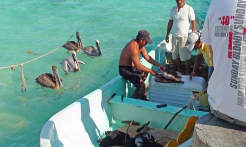 Zdjecie MEKSYK / Jukatan / Wioska Puerto Morelos / Karaibskie klimaty cd.