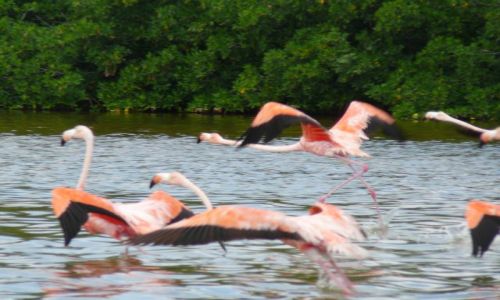 Zdjecie MEKSYK / Yucatan / Rio Lagartos / los Flamingos