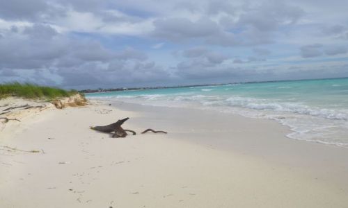 Zdjecie MEKSYK / Jukatan / okolice Playa del Carmen / Odcienie bkitu
