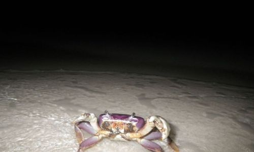 Zdjecie MEKSYK / Jukatan / Playa del Carmen / Gotowy do walki